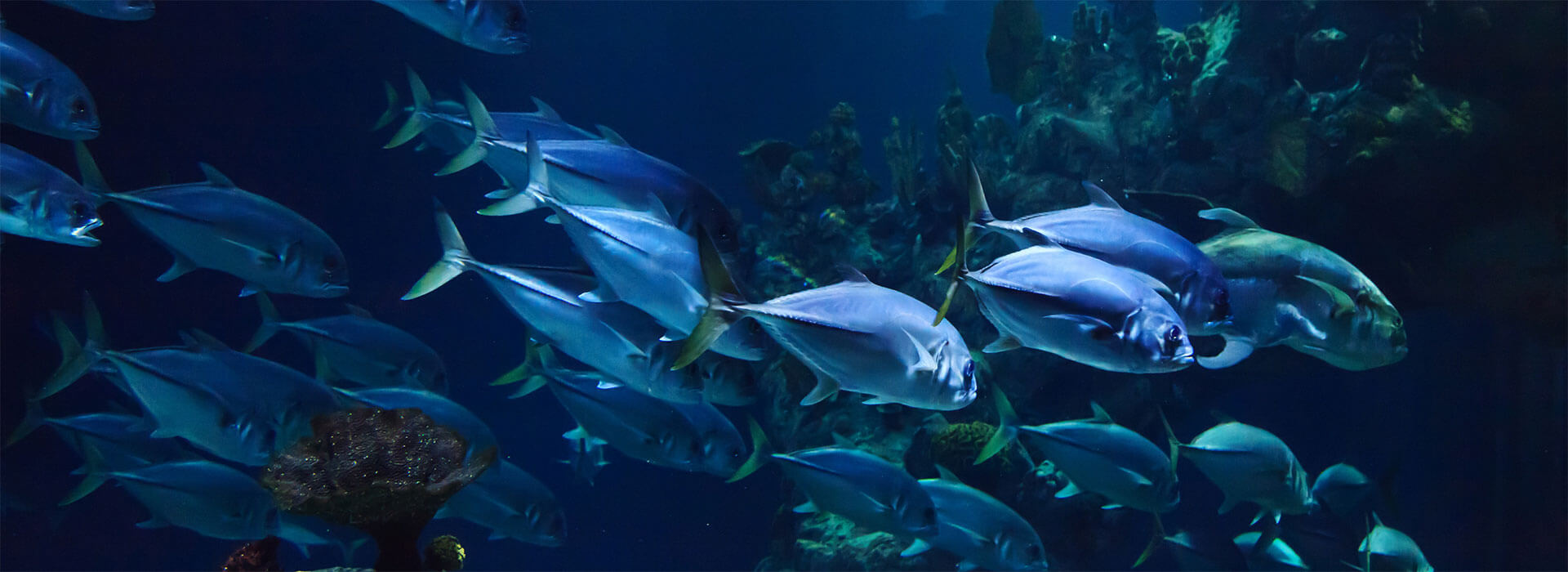 Evaluating Fisheries Monitoring Technology HMC's Expertise Drives